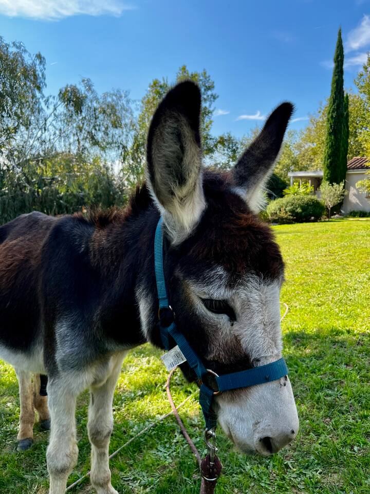 Merlin, l'âne du domaine de la chambre d'hôte à Arthès