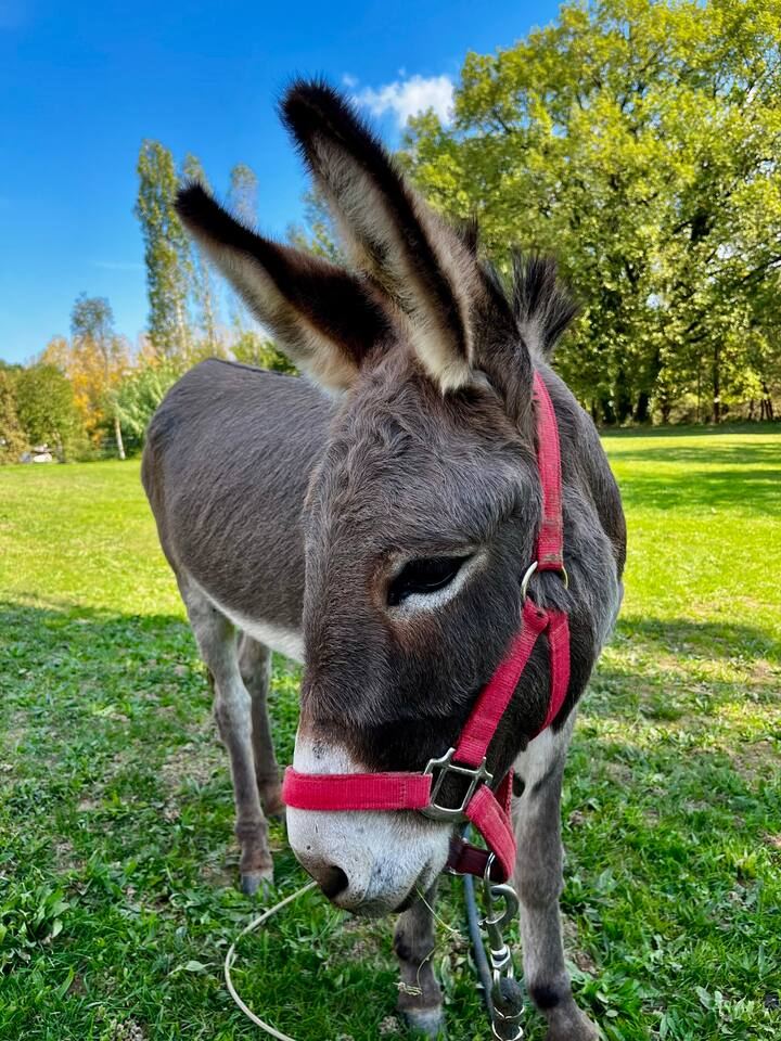 Socrate, l'âne du domaine près d'Albi