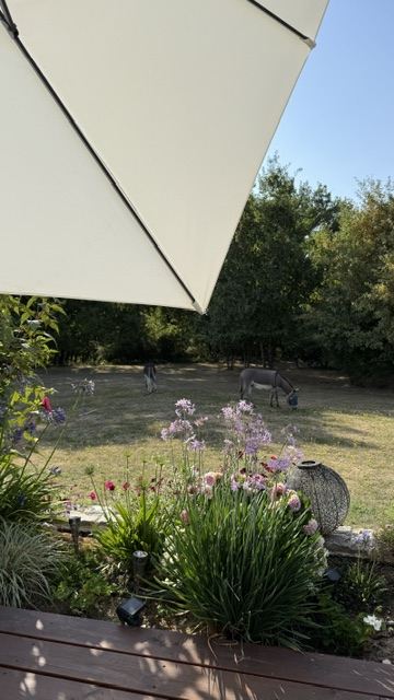 Les ânes dans le jardin clos de la chambre d'hôte près d'Albi