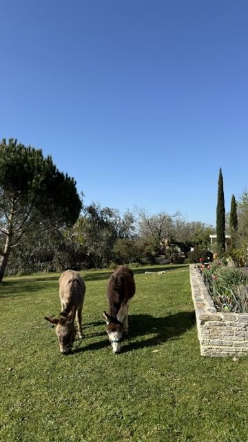 Les ânes se promenant dans le jardin, chambre d'hôte à Arthès