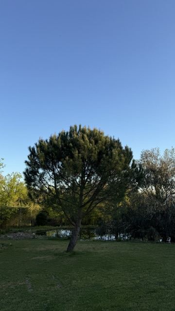 Arbre centenaire du jardin de la chambre d'hôte près d'Albi