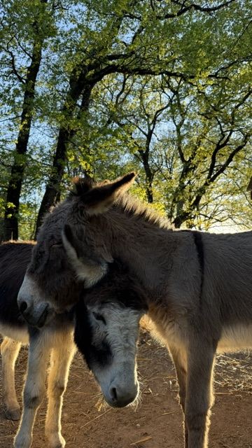 Câlins avec les ânes du domaine, séjour près d'Albi