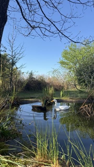 Les canards sur l'étang du jardin clos, à Arthès près d'Albi