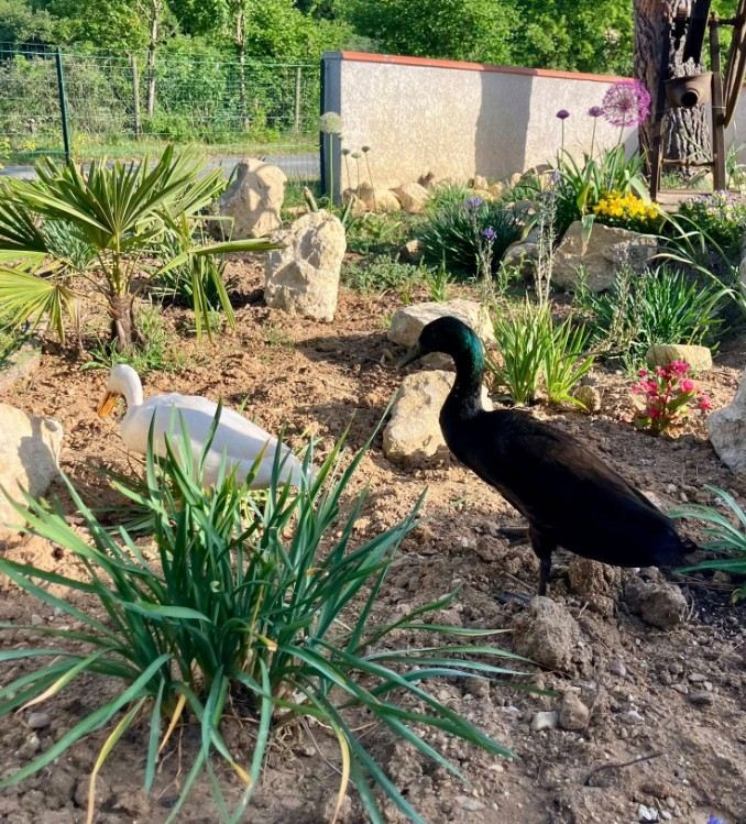 Les canards du jardin de la chambre d'hôte à Arthès