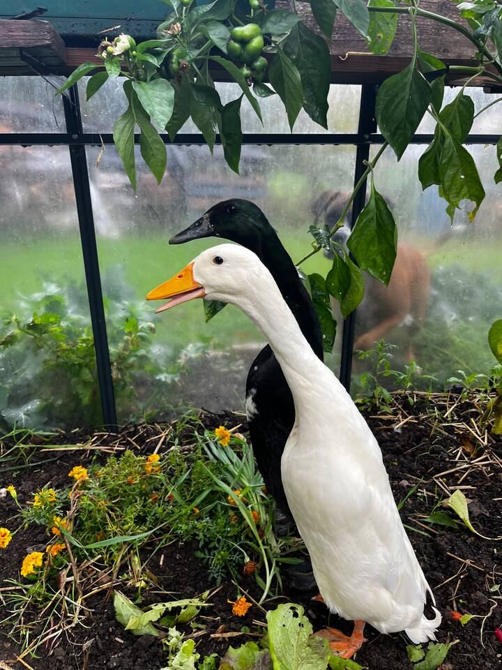 Les canards dans le potager de Marc & Fred, près d'Albi