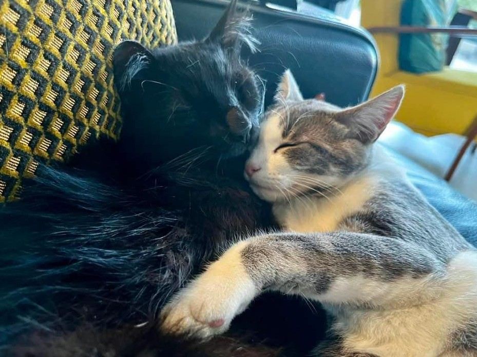Les deux chats de la maison, chambre d'hôte à Arthès