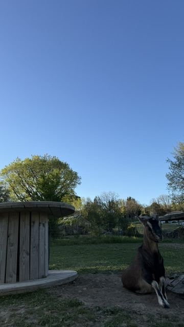 Une chèvre dans le jardin de Marc & Fred, près d'Albi