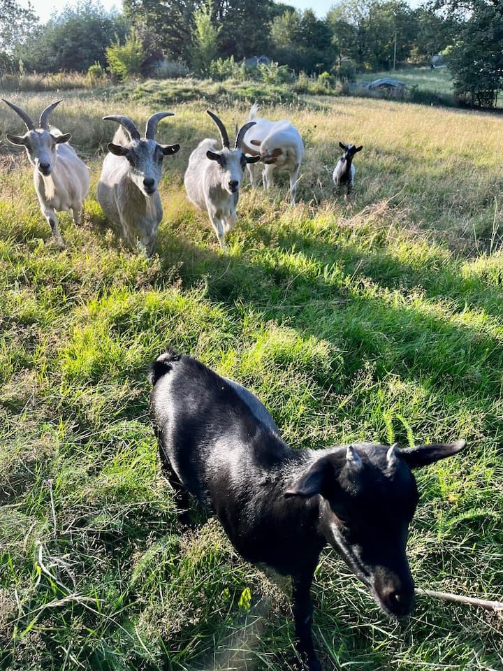 Les chèvres du domaine dans leur pré, près d'Albi