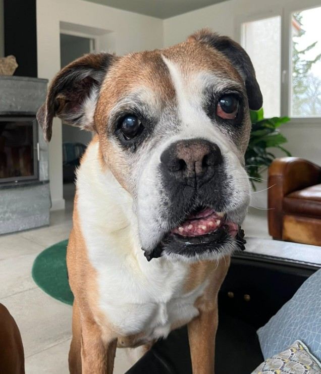 Iloue, la chienne boxer de Marc & Fred, près d'Albi