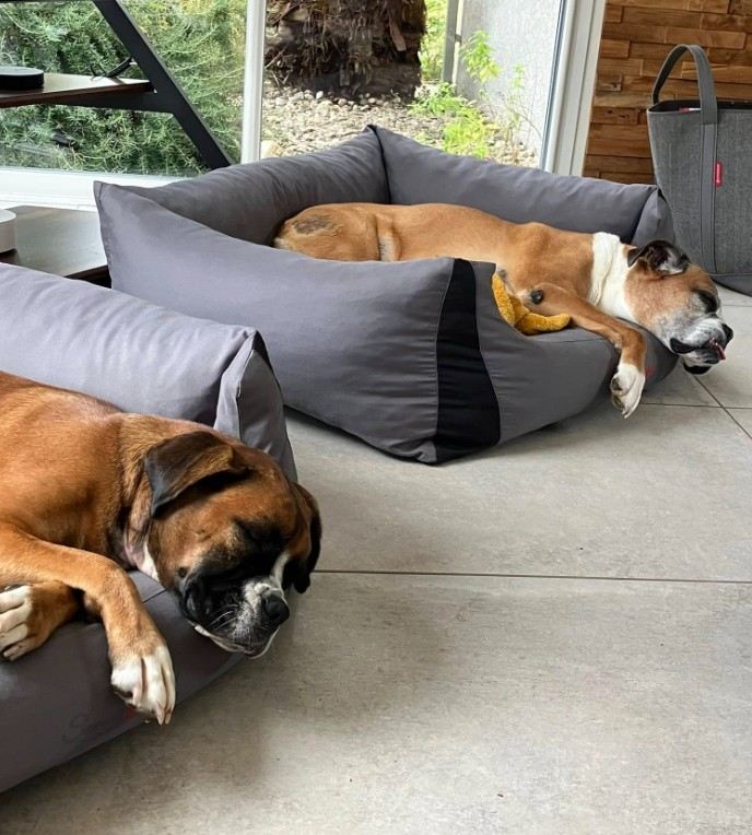 Les deux chiennes boxer de la chambre d'hôte à Arthès