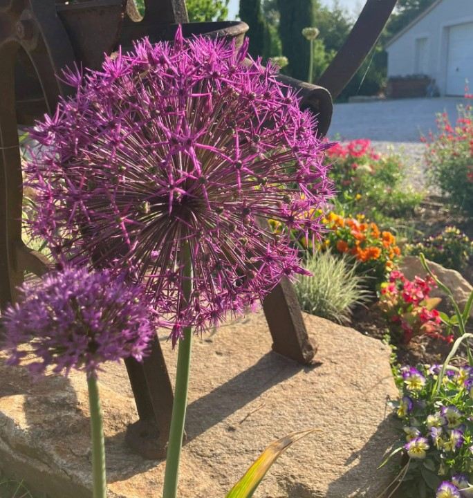Fleurs du jardin en pleine lumière, chambre d'hôte à Arthès
