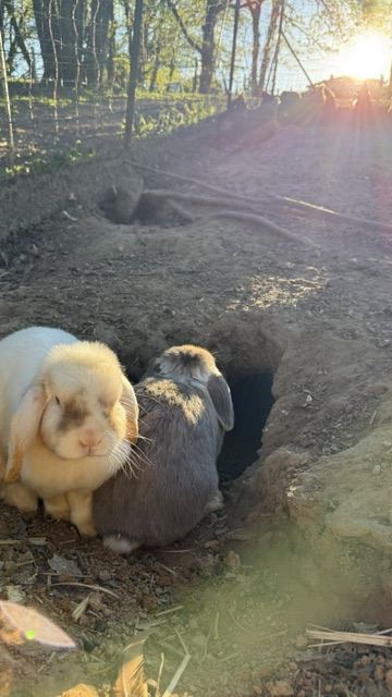 Les lapins du domaine dans leur enclos, à Arthès