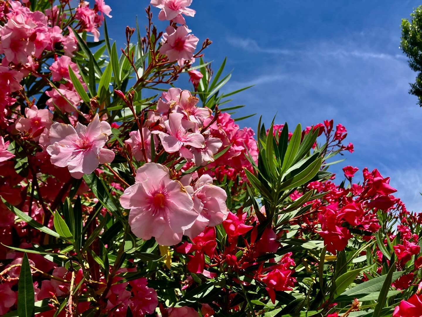Lauriers-roses sous le ciel bleu du Tarn, près d'Albi