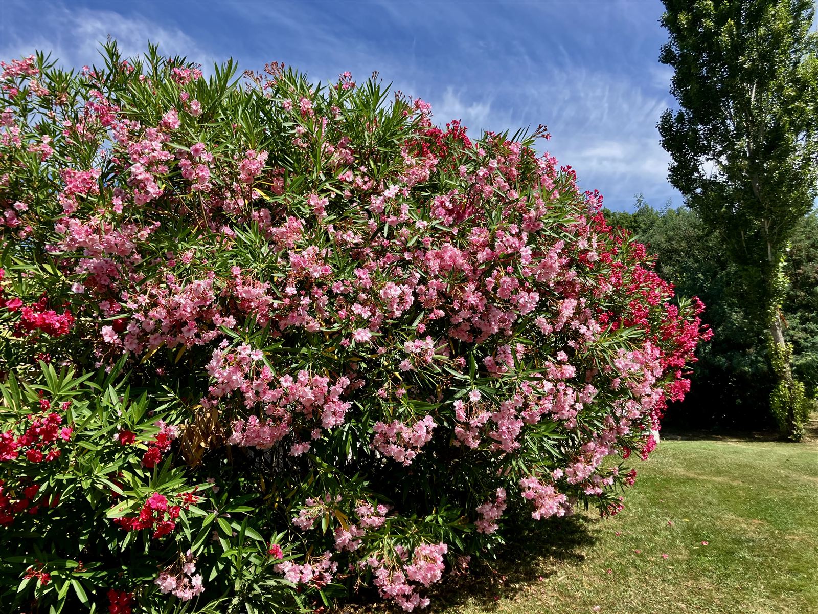 Les lauriers-roses en fleurs dans le jardin, chambre d'hôte à Arthès