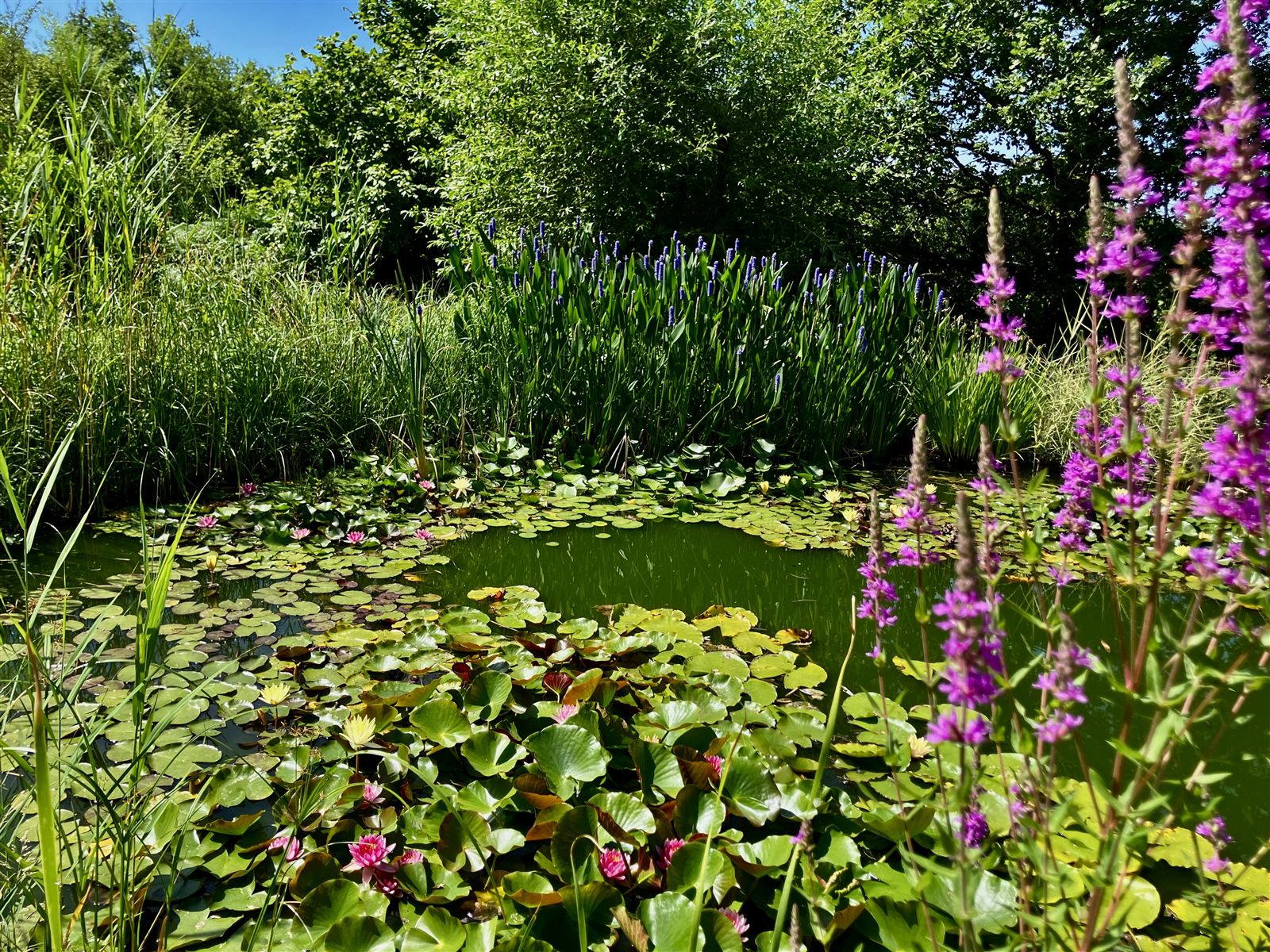 Le plan d'eau et ses nénuphars dans le jardin, près d'Albi