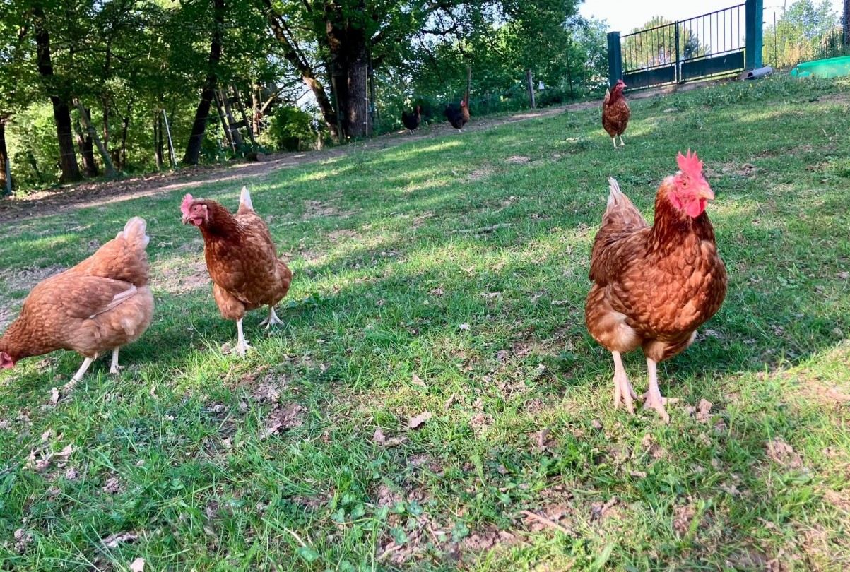Les poules en liberté dans le jardin, près d'Albi