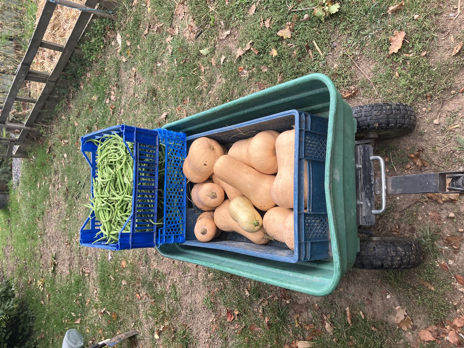 Courges et haricots frais récoltés au potager de Marc & Fred, à Arthès