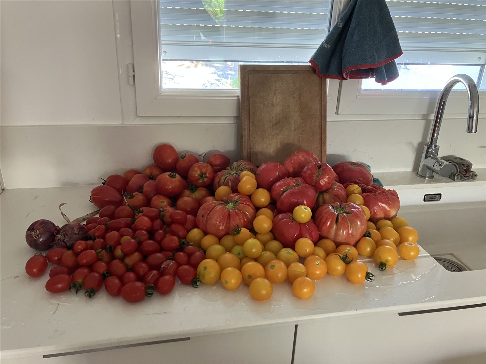 Récolte de tomates anciennes du potager, table d'hôte aux produits locaux près d'Albi